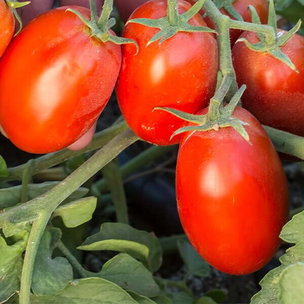West Coast Seeds Roma Tomato